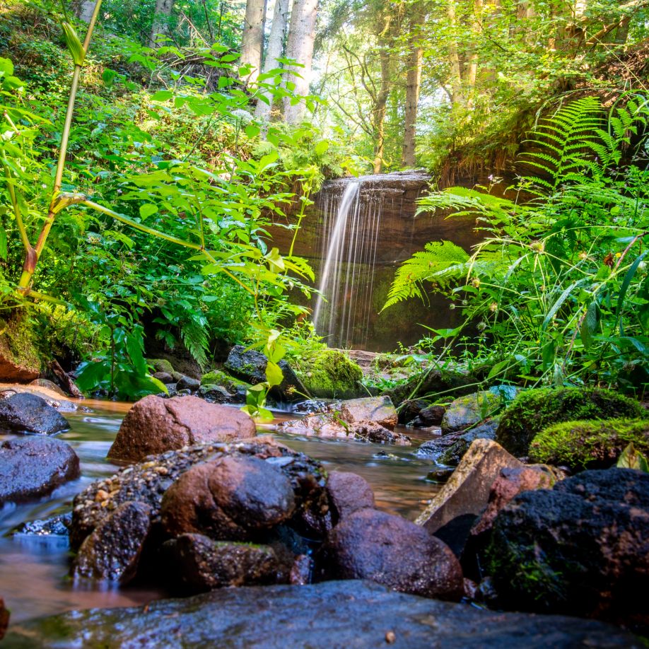 Navigationspunkt Genuss im Pfälzerwald