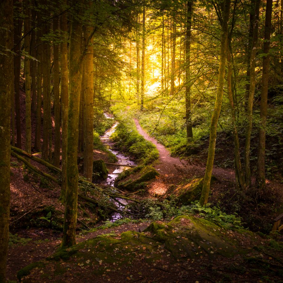 Navigationspunkt Wild Spezial