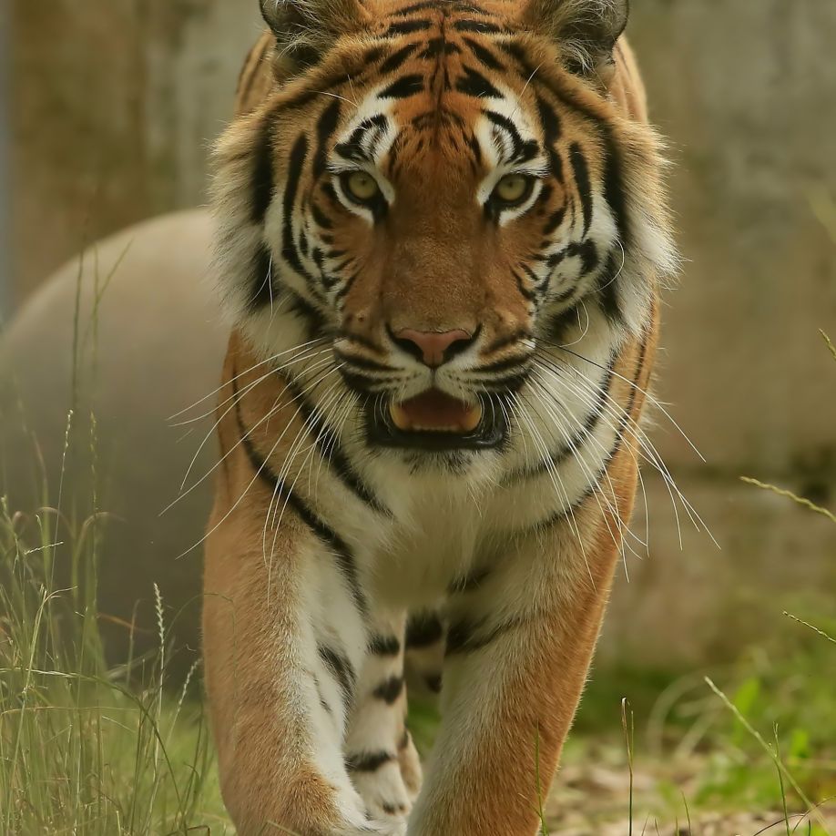 Navigationspunkt Work Wild