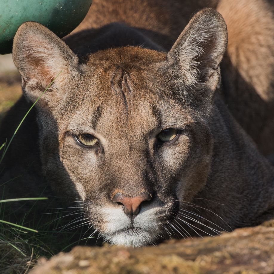 Navigation Item Work Wild